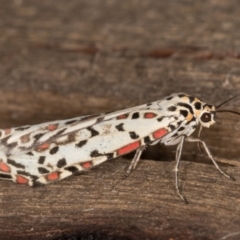 Utetheisa pulchelloides at Melba, ACT - 9 Feb 2022