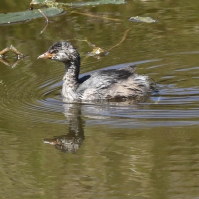 Tachybaptus novaehollandiae (Australasian Grebe) at Coree, ACT - 16 Feb 2022 by AlisonMilton