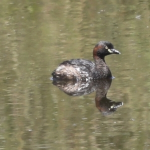 Tachybaptus novaehollandiae at Coree, ACT - 16 Feb 2022