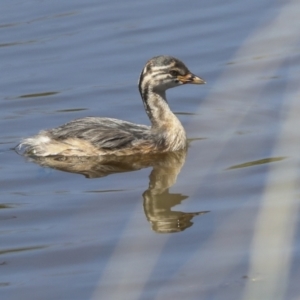 Tachybaptus novaehollandiae at Coree, ACT - 16 Feb 2022