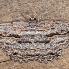 Scioglyptis chionomera (Grey Patch Bark Moth) at Melba, ACT - 9 Feb 2022 by kasiaaus