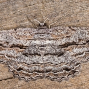 Scioglyptis chionomera at Melba, ACT - 9 Feb 2022 11:05 PM