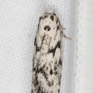 Lichenaula (genus) at Melba, ACT - 9 Feb 2022