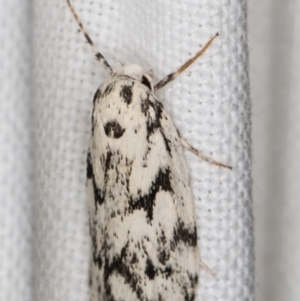 Lichenaula (genus) at Melba, ACT - 9 Feb 2022 11:07 PM