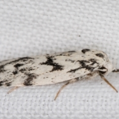 Lichenaula (genus) at Melba, ACT - 9 Feb 2022 11:07 PM