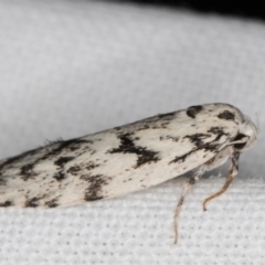 Lichenaula (genus) at Melba, ACT - 9 Feb 2022 11:07 PM