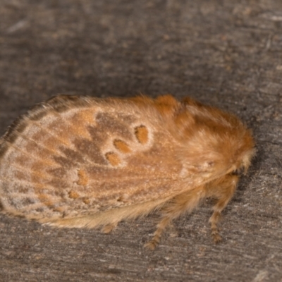 Pseudanapaea (genus) (A cup moth) at Melba, ACT - 9 Feb 2022 by kasiaaus