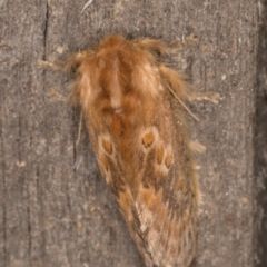 Pseudanapaea (genus) at Melba, ACT - 9 Feb 2022