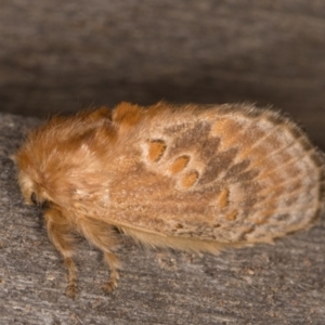 Pseudanapaea (genus) at Melba, ACT - 9 Feb 2022