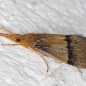 Anisocentropus sp. (genus) at Melba, ACT - 10 Feb 2022