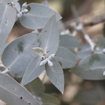 Eucalyptus cinerea (Argyle Apple) at Stromlo, ACT - 22 Sep 2018 by JimL