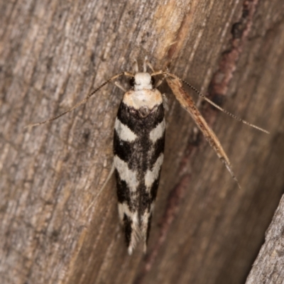 Macrobathra (genus) (A cosmet moth) at Melba, ACT - 9 Feb 2022 by kasiaaus