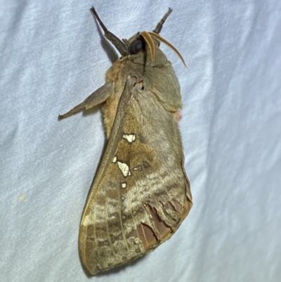 Oxycanus (genus) (Unidentified Oxycanus moths) at Jerrabomberra, NSW - 2 Apr 2022 by SteveBorkowskis