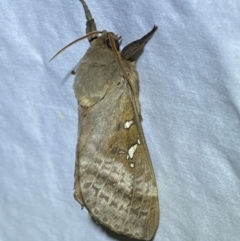 Oxycanus (genus) at Jerrabomberra, NSW - suppressed