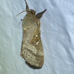 Oxycanus (genus) at Jerrabomberra, NSW - suppressed