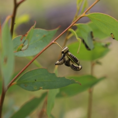 Paropsis atomaria (Eucalyptus leaf beetle) at Mount Clear, ACT - 24 Jan 2022 by JimL