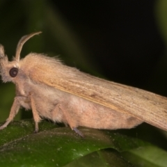 Pararguda nasuta (Wattle Snout Moth) at Melba, ACT - 10 Feb 2022 by kasiaaus