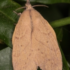 Pararguda nasuta at Melba, ACT - 10 Feb 2022 08:31 PM