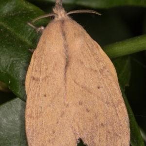 Pararguda nasuta at Melba, ACT - 10 Feb 2022 08:31 PM