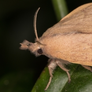 Pararguda nasuta at Melba, ACT - 10 Feb 2022 08:31 PM