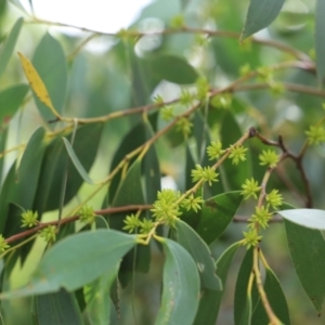 Eucalyptus stellulata at Mount Clear, ACT - 24 Jan 2022