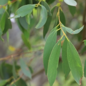 Eucalyptus stellulata at Mount Clear, ACT - 24 Jan 2022