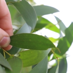 Eucalyptus stellulata at Mount Clear, ACT - 24 Jan 2022