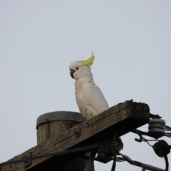 Cacatua galerita (Sulphur-crested Cockatoo) at Holt, ACT - 9 Jan 2021 by JimL