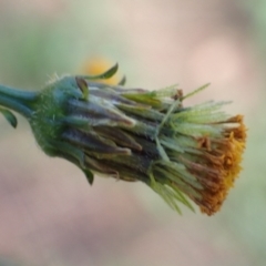 Bidens pilosa (Cobbler's Pegs, Farmer's Friend) at Cook, ACT - 22 Mar 2022 by drakes