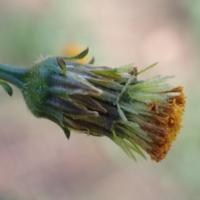 Bidens pilosa (Cobbler's Pegs, Farmer's Friend) at Cook, ACT - 23 Mar 2022 by drakes