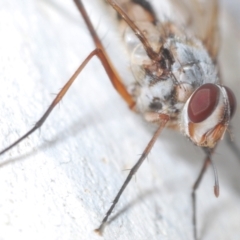 Prosena sp. (genus) at Weetangera, ACT - 25 Mar 2022