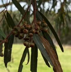 Eucalyptus leucoxylon at Stromlo, ACT - 5 Mar 2022 by JimL