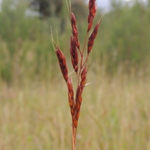 Sorghum leiocladum at Paddys River, ACT - 30 Nov 2021