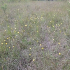 Ranunculus lappaceus (Australian Buttercup) at Paddys River, ACT - 30 Nov 2021 by michaelb