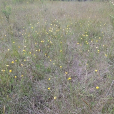 Ranunculus lappaceus (Australian Buttercup) at Paddys River, ACT - 30 Nov 2021 by michaelb