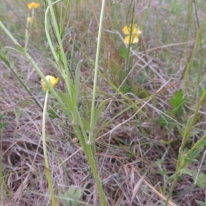 Ranunculus lappaceus at Paddys River, ACT - 30 Nov 2021 05:57 PM