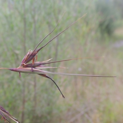 Themeda triandra (Kangaroo Grass) at Paddys River, ACT - 30 Nov 2021 by michaelb