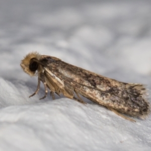 Niditinea fuscella at Melba, ACT - 10 Feb 2022 08:41 PM