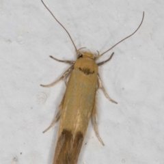 Stathmopoda (genus) (A curved-horn moth) at Melba, ACT - 10 Feb 2022 by kasiaaus