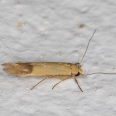 Stathmopoda (genus) at Melba, ACT - 10 Feb 2022 08:53 PM