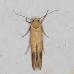 Stathmopoda (genus) at Melba, ACT - 10 Feb 2022 08:53 PM