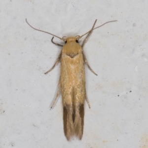 Stathmopoda (genus) at Melba, ACT - 10 Feb 2022 08:53 PM