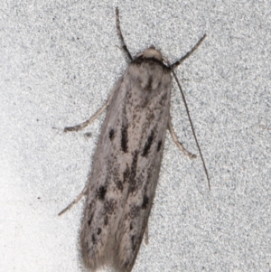 Oecophoridae provisional species 2 at Melba, ACT - 10 Feb 2022