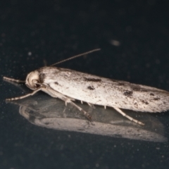 Oecophoridae provisional species 2 at Melba, ACT - 10 Feb 2022 08:59 PM