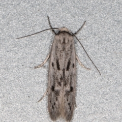 Oecophoridae provisional species 2 at Melba, ACT - 10 Feb 2022