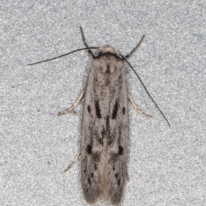 Oecophoridae provisional species 2 at Melba, ACT - 10 Feb 2022 08:59 PM