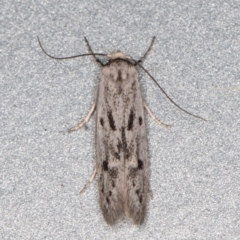 Oecophoridae provisional species 2 at Melba, ACT - 10 Feb 2022 08:59 PM