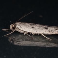 Oecophoridae provisional species 2 at Melba, ACT - 10 Feb 2022