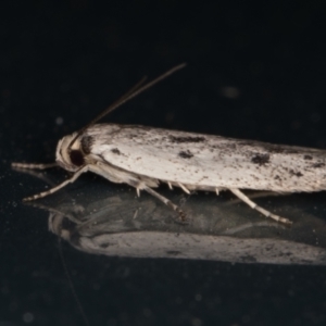 Oecophoridae provisional species 2 at Melba, ACT - 10 Feb 2022