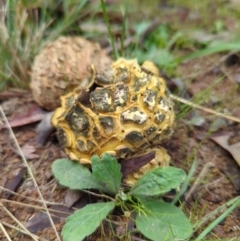 Scleroderma sp. at Duffy, ACT - 3 Apr 2022